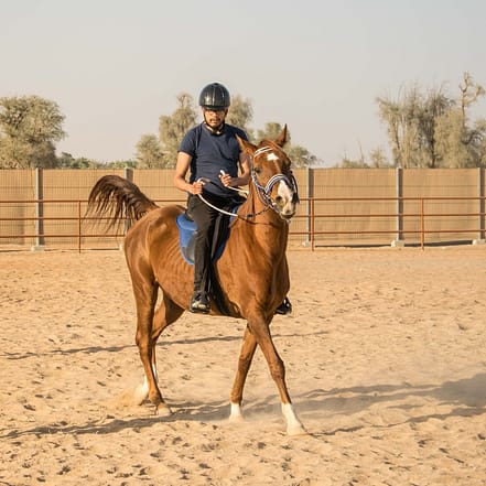 Horse Riding At Mleiha Arena – Sports Events JUGH.com Special Offers, Deals & Discounts in Japan